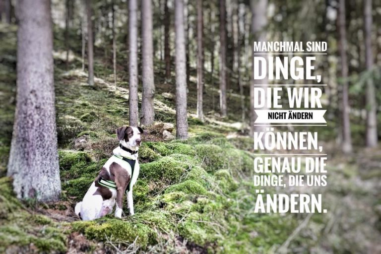 Manche Hunde sind anders…
