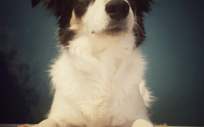 Bedürfnisorientierte Erziehung beim Hund: Warum nicht jeder Wunsch erfüllt werden muss