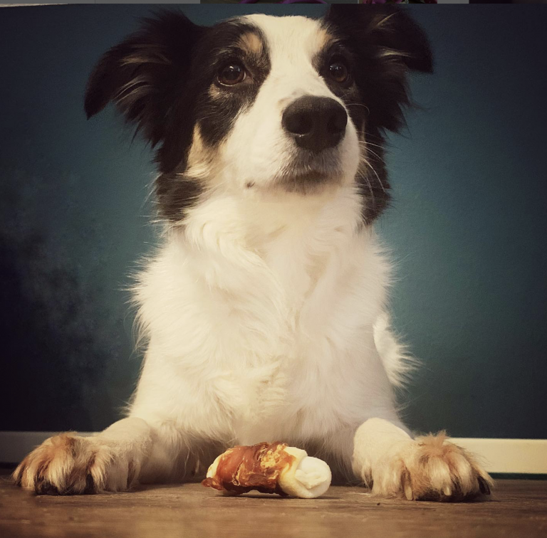 Bedürfnisorientierte Erziehung beim Hund: Warum nicht jeder Wunsch erfüllt werden muss