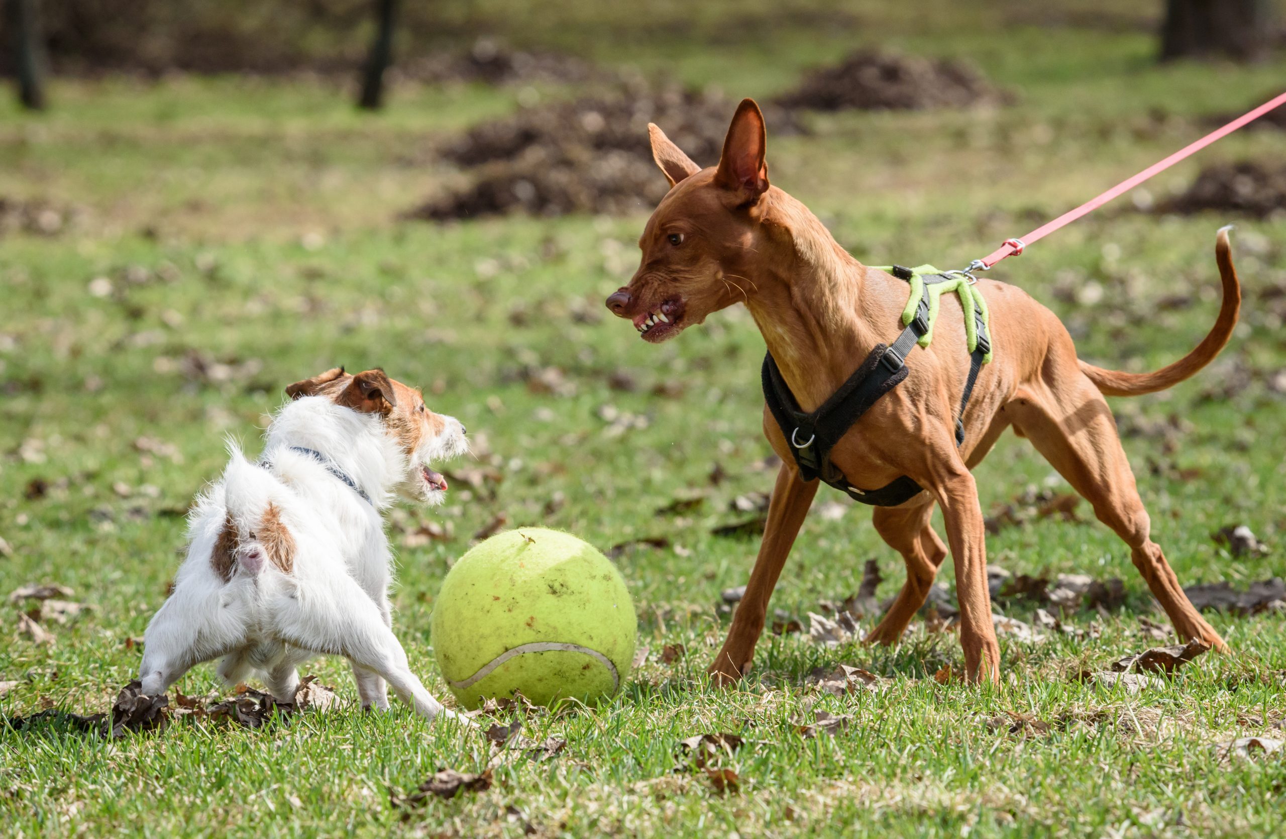 zwei Hunde angeleint pöbeln 