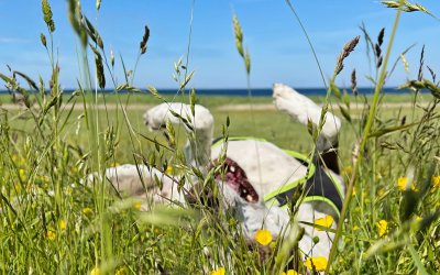 Problemhund oder Lebenscoach? Wie dein Hund dich verändert