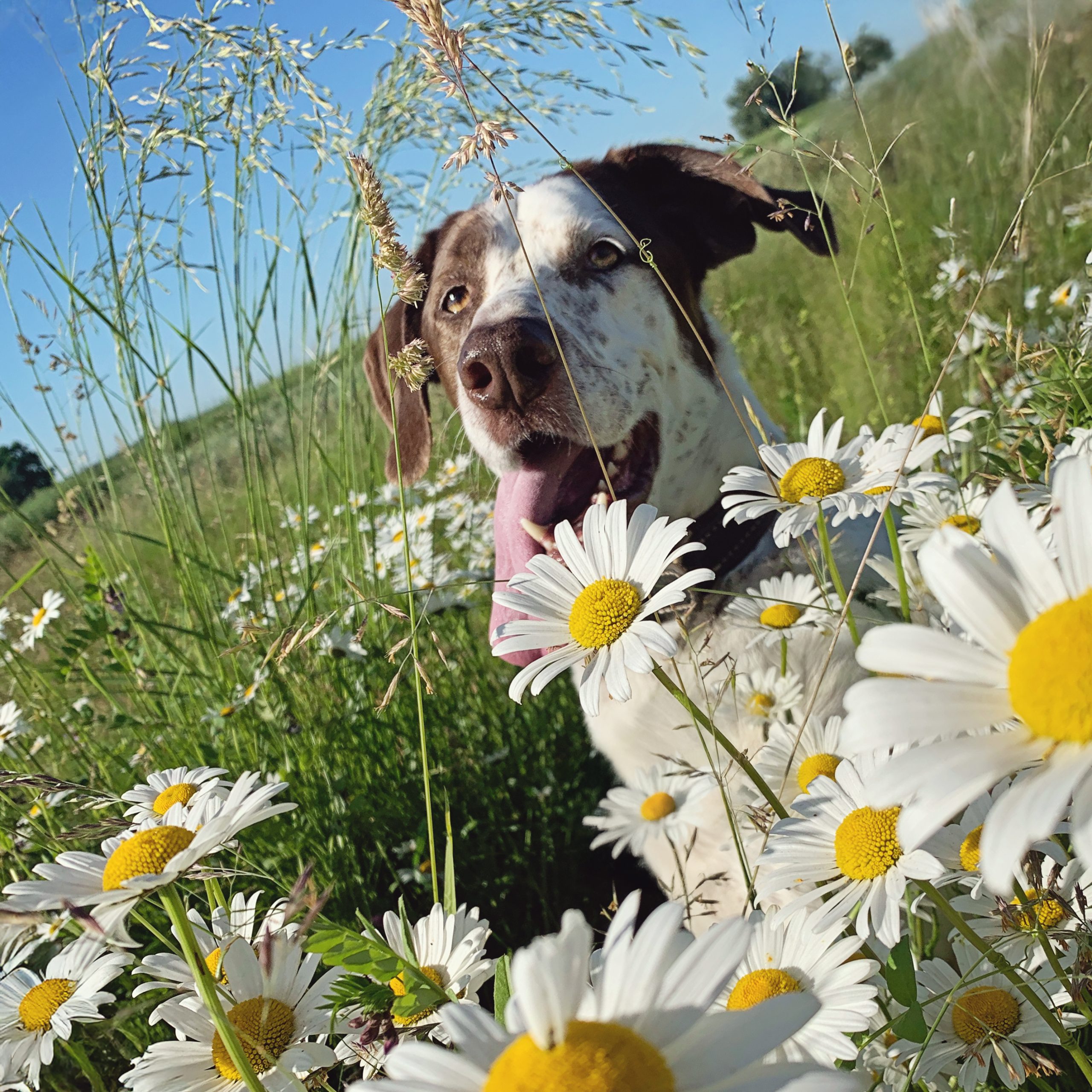 Ouzo sitzt in einem Blumenfeld
