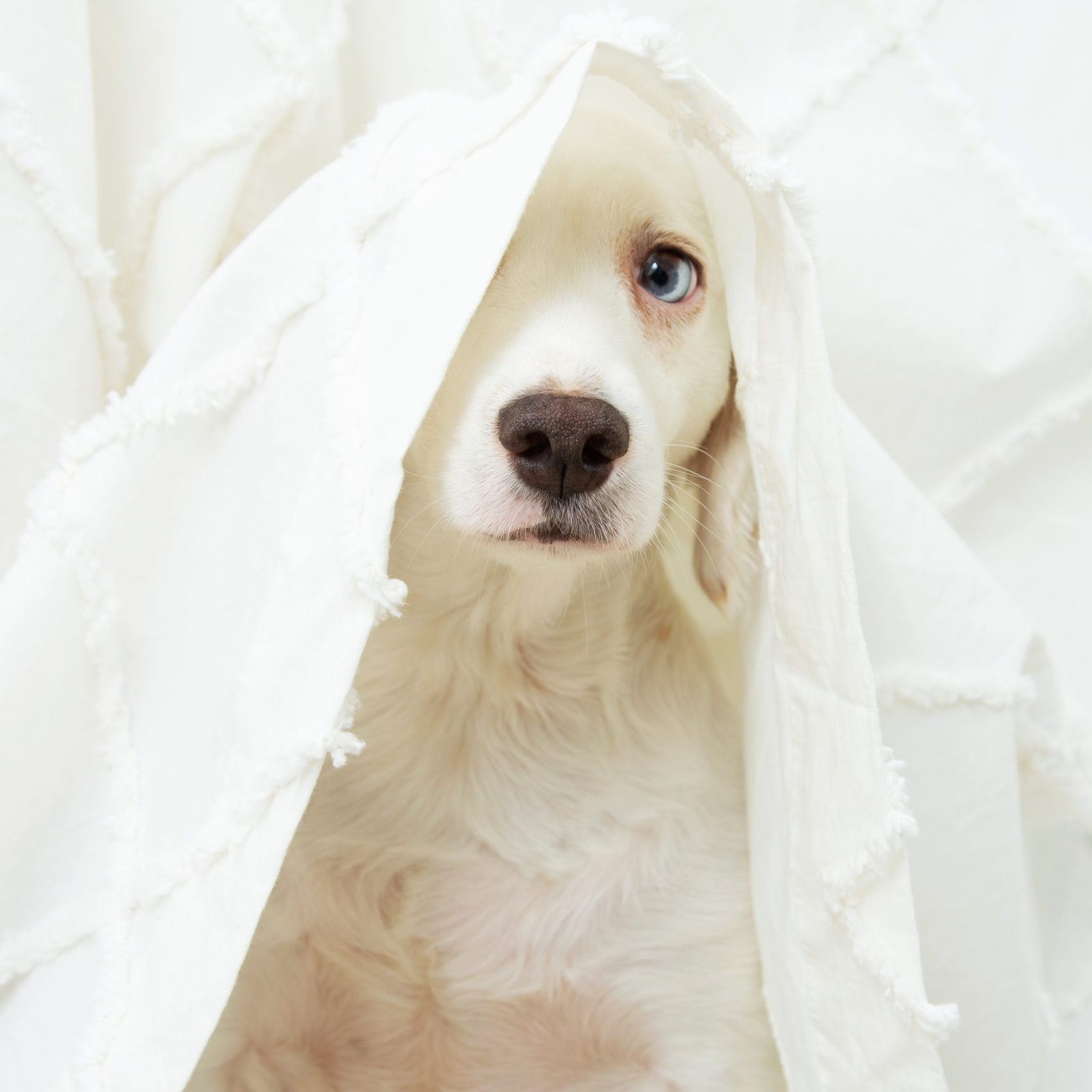hund im Freeze