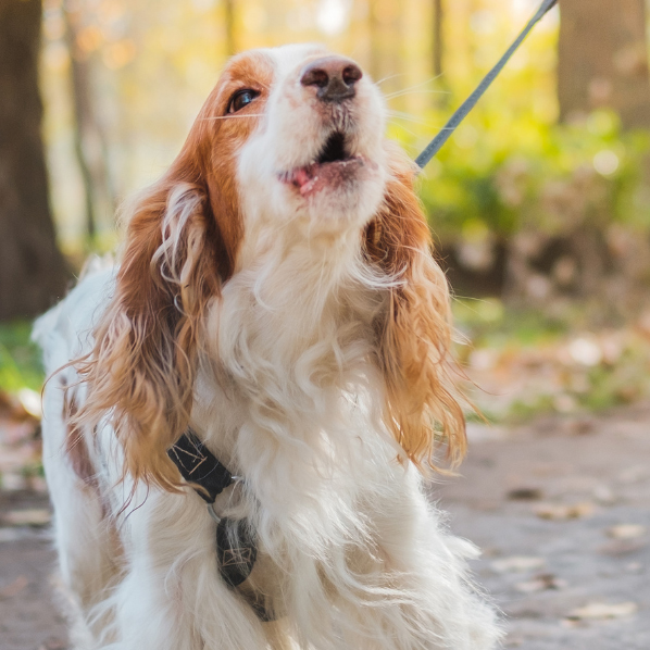 ein hund zieht an der leine und bellt 