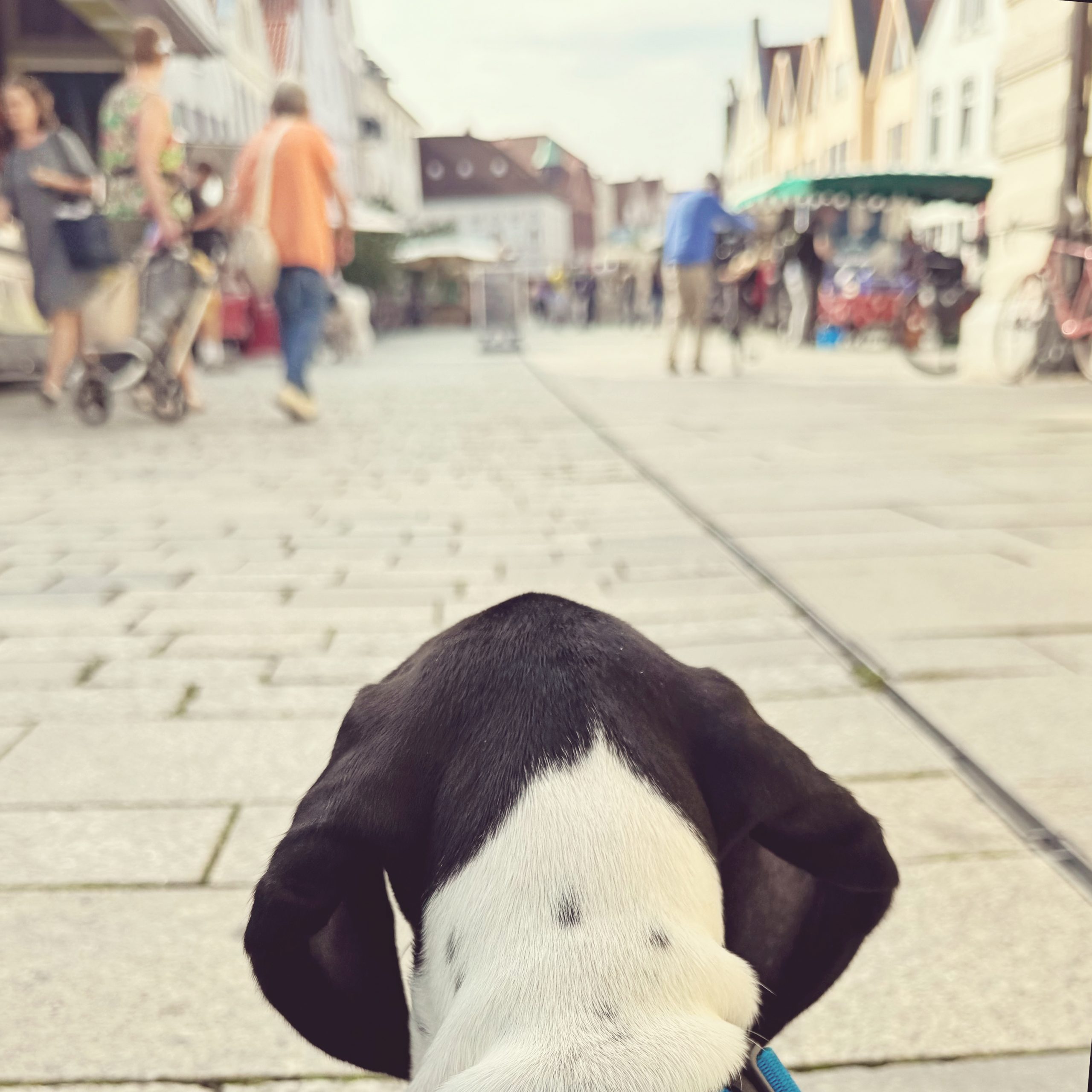 Besuch außer Rand und Band